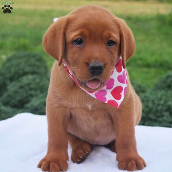 Meadow Brooke, Fox Red Labrador Retriever Puppy